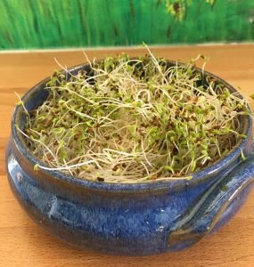 Alfalfa seeds sprouted in a dish