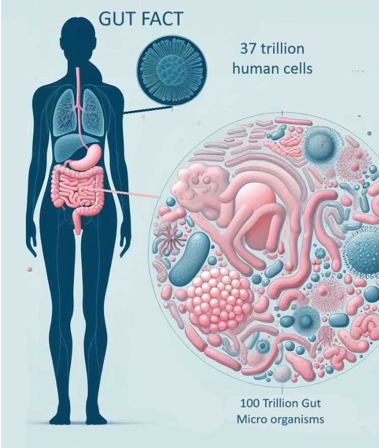 Gut Fact 37 trillion Human Cells
Compared to 100 Trillion Microorganisms